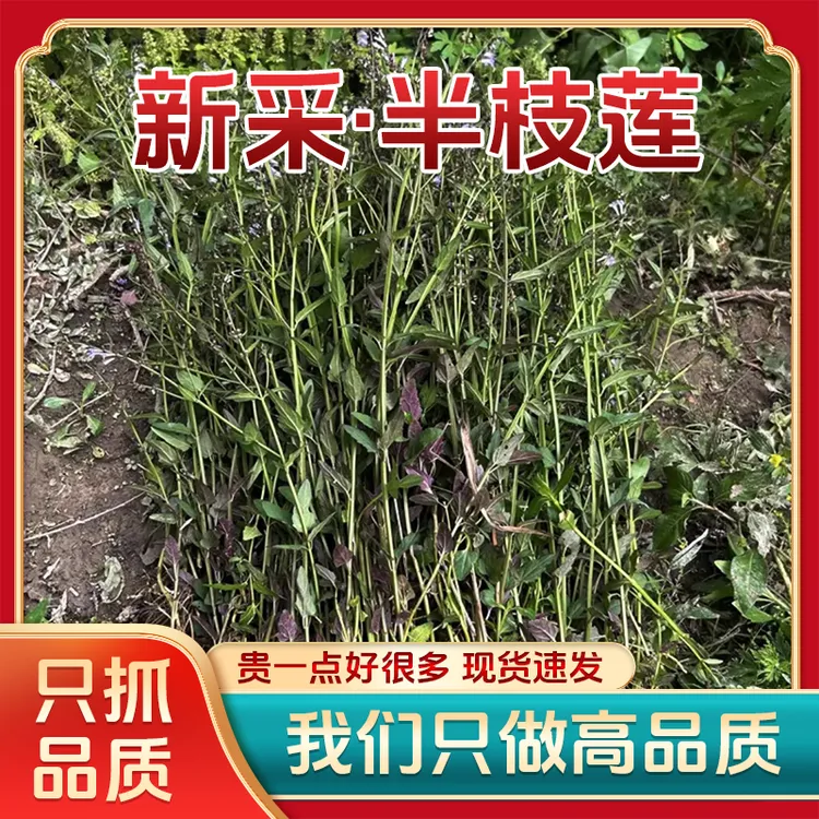 半枝莲山区新货自然晾晒无熏硫一斤包邮