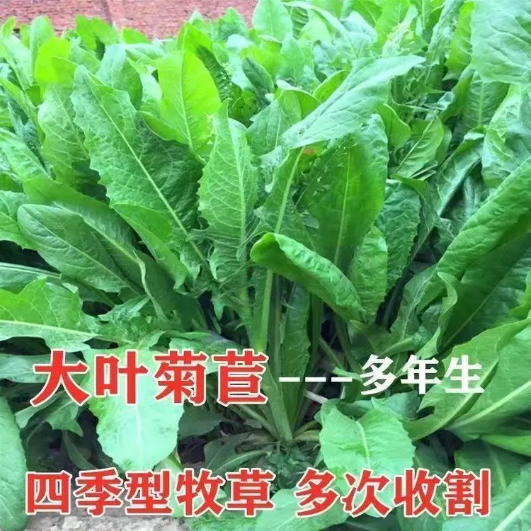 菊苣草种籽将军大叶菊苣四季生长高产牧草种子牛免鸡鸭菜多年生