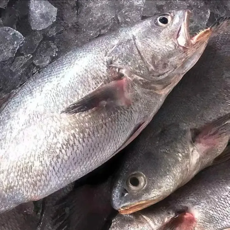 吕四海鲜野生海捕鮸鱼 米鱼 黄米 灰米
