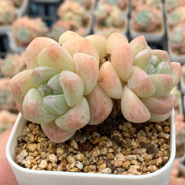 奶油冰玉多肉花卉多肉绿植多肉盆栽多肉植物室内多肉冰玉网红