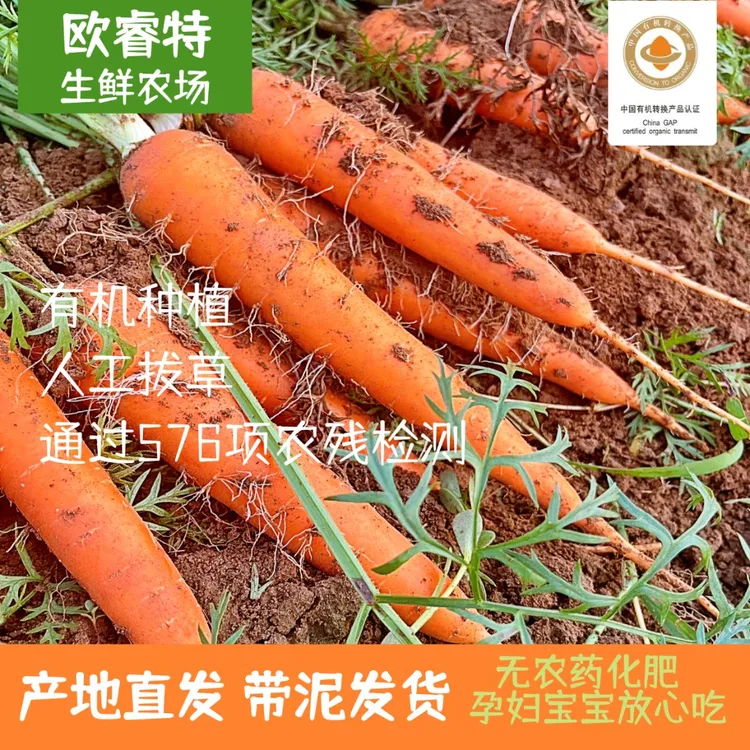 【老品种沙土地】有机种植胡萝卜产地直发宝宝辅食榨汁生吃脆甜