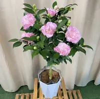 【带花苞送棱形盆】香妃茶花盆栽室外重瓣大花浓香型好养