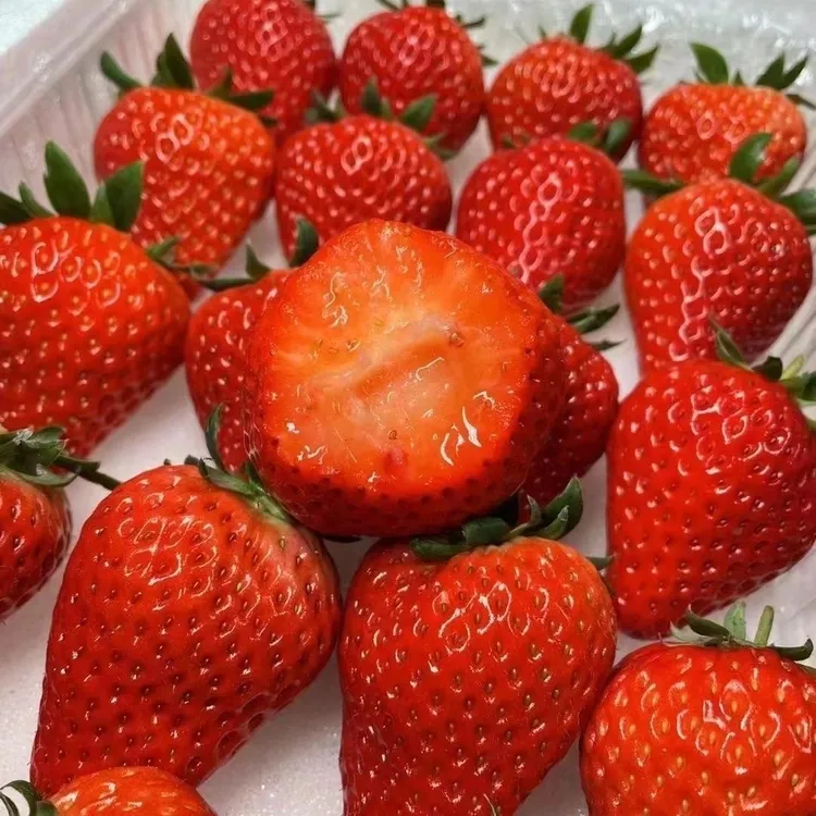 【顺丰空运】丹东九九草莓新鲜采摘香甜饱满草莓红颜牛奶奶油大草莓