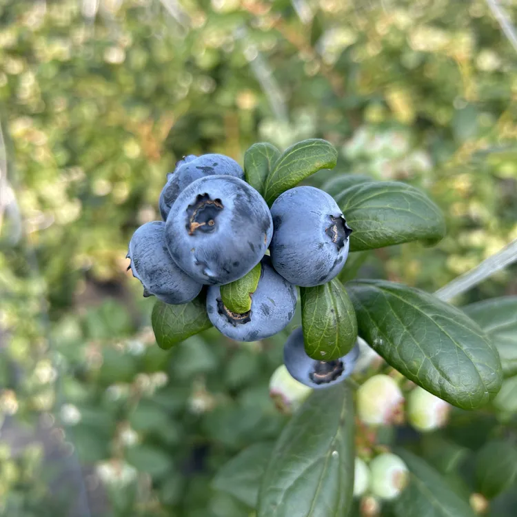 【顺丰】正宗L25花香蓝莓，采摘需时间不要催哦！到货检查24h内售后哦