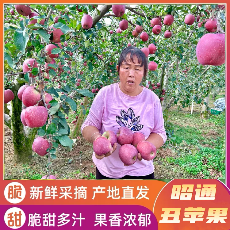 正宗云南昭通高原2001丑苹果当季现摘新鲜脆甜多汁净重发货