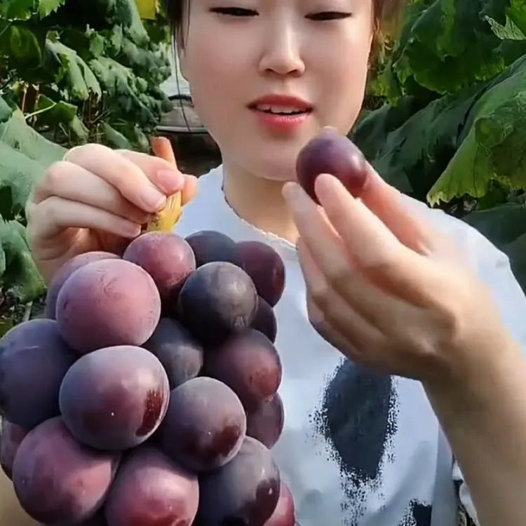 精选特级乒乓球葡萄树苗 根系发达 苗木粗壮 保证品种质量 