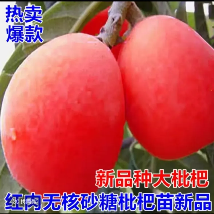 红皮枇杷红肉无核枇杷苗盆栽庭院嫁接果树苗四季结果纯甜耐寒品种