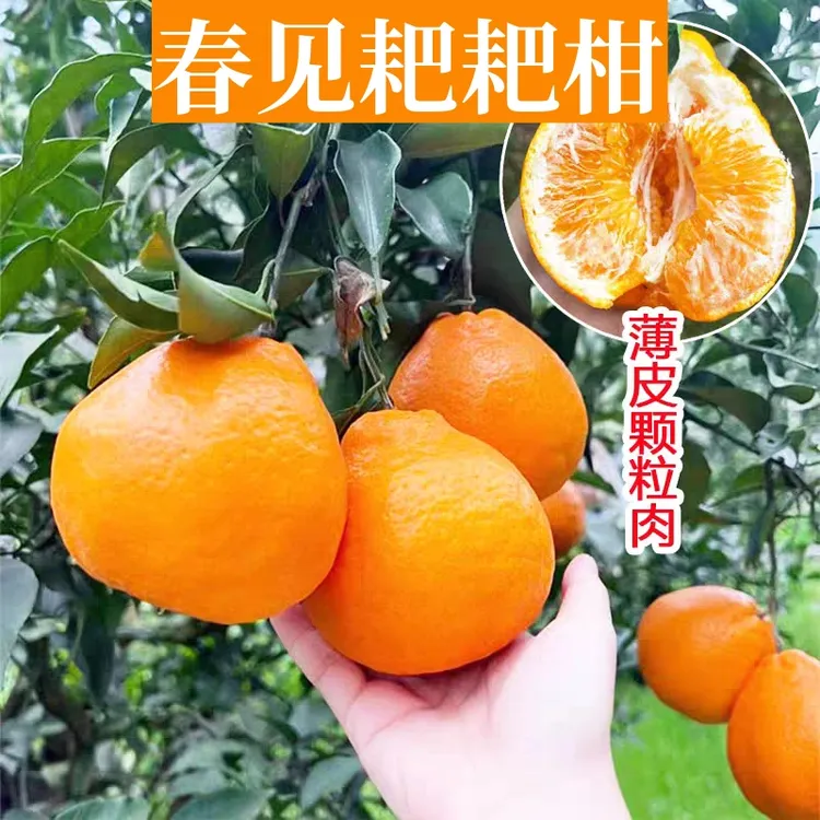 春见耙耙柑树苗南北方庭院地栽阳台种植不知火丑橘子苗树当年结果