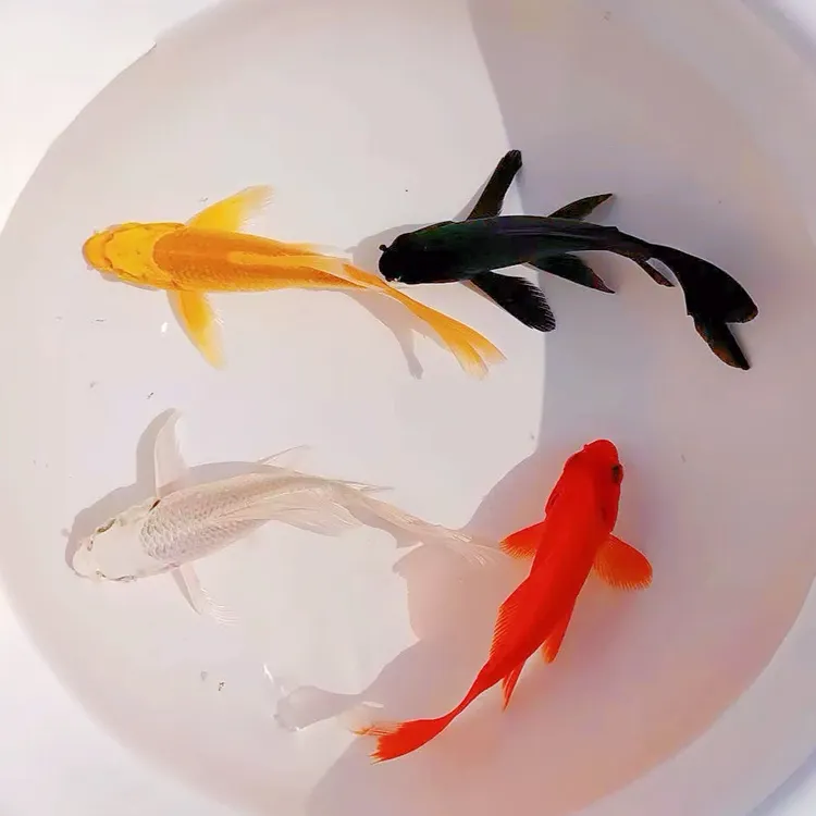 四色小型冷水观赏鱼锦鲤鱼活体淡水鱼好养耐活冷水鱼观赏鱼鱼苗