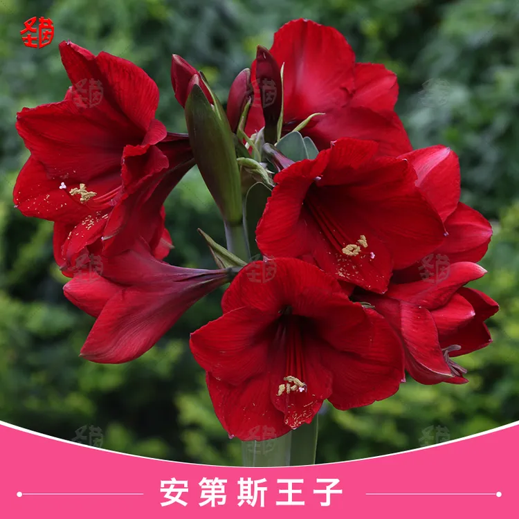 圣茵朱顶红安第斯王子/安第斯黑天鹅单瓣种球四季种植多年生种球