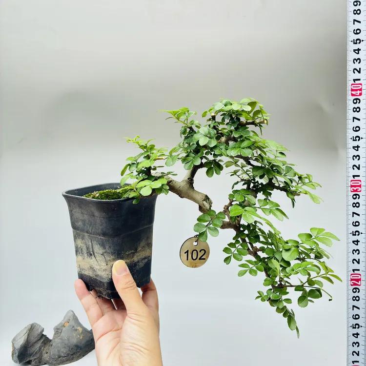 对节白蜡悬崖盆景掌盆小品掌中宝绿植物熟桩微型一物一拍阳台盆栽