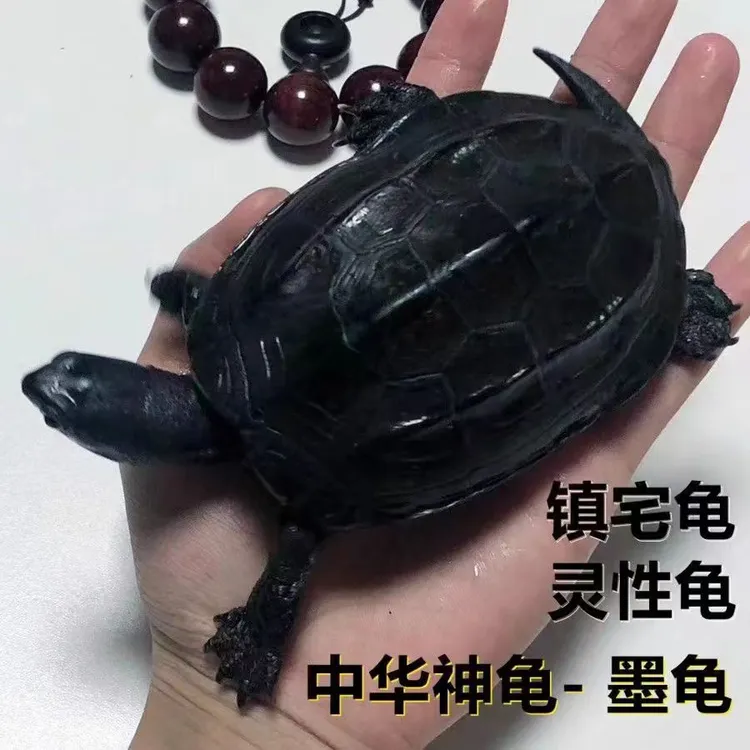 顶墨龟纯种全黑乌龟外塘中华公草龟稀有迷你金线活体杂食宠物墨龟