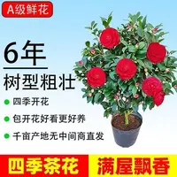 【香妃茶花】四季山茶花盆栽开花卉好养活室内阳台绿植物