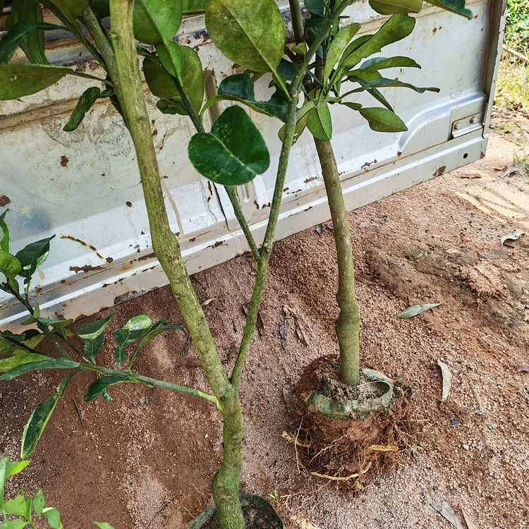 红宝石青柚糖中杯苗