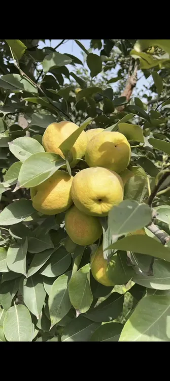 库尔勒香梨当季新鲜现摘口感脆甜多汁皮薄水果