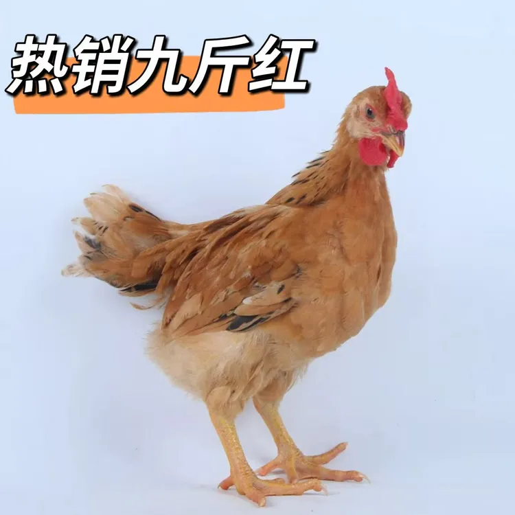 半斤左右发货纯种红玉红瑶九斤红宠物鸡纯种土鸡