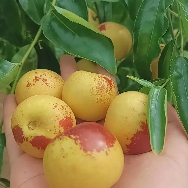 [星河专属]顺丰包邮陕西大荔冬枣嘎嘣脆甜新鲜应季水果现摘现发