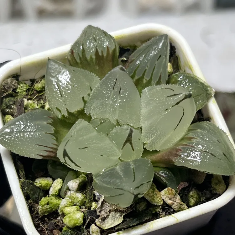 十二卷多肉冰玉鸾