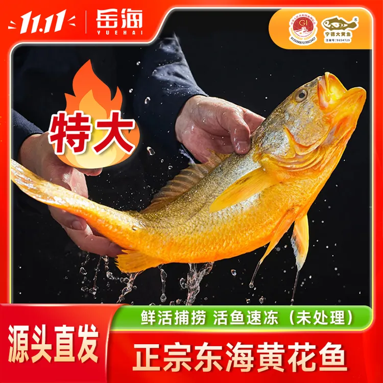 宁德深海黄花鱼大黄鱼原产地直发鲜活捕捞速冻无小杂刺宝宝辅食