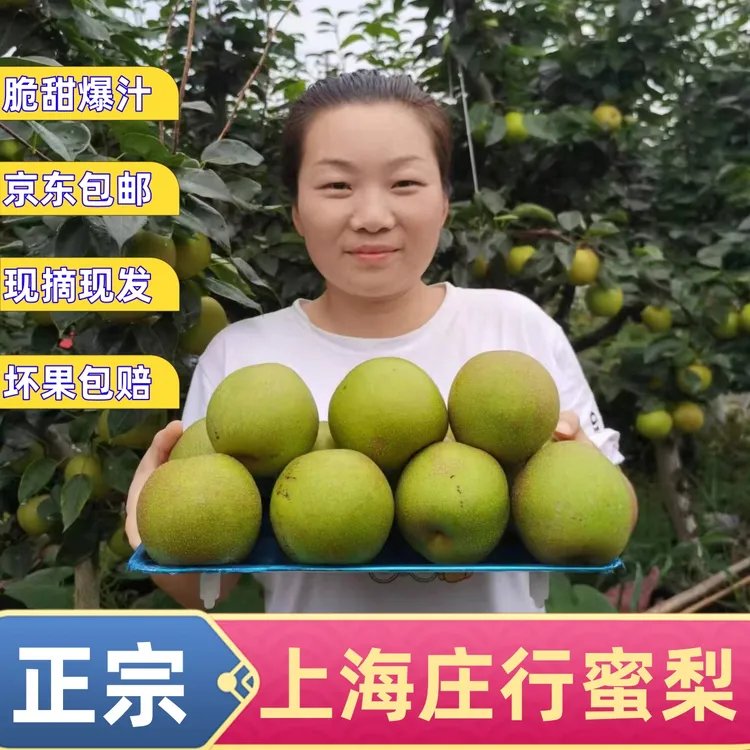 [京东包邮|现摘现发]正宗上海奉贤庄行蜜梨翠冠蜜梨新鲜采摘果园
