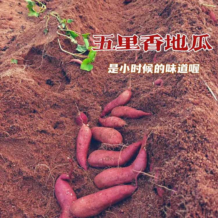 【粉到爆皮】海南东方五里香地瓜沙地种植粉糯香甜白心红薯新鲜发货