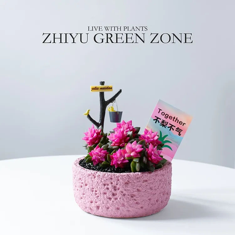 吹雪之松多肉植物粉色肉肉桌面阳台好养新手绿植室内花卉盆栽礼物