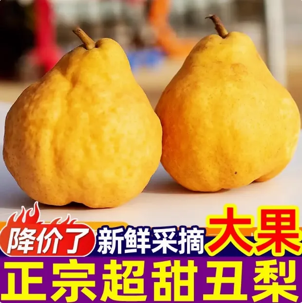 【放软吃】软糯甜吃中华丑梨正宗烟台新鲜太婆莱阳啤梨大果水果