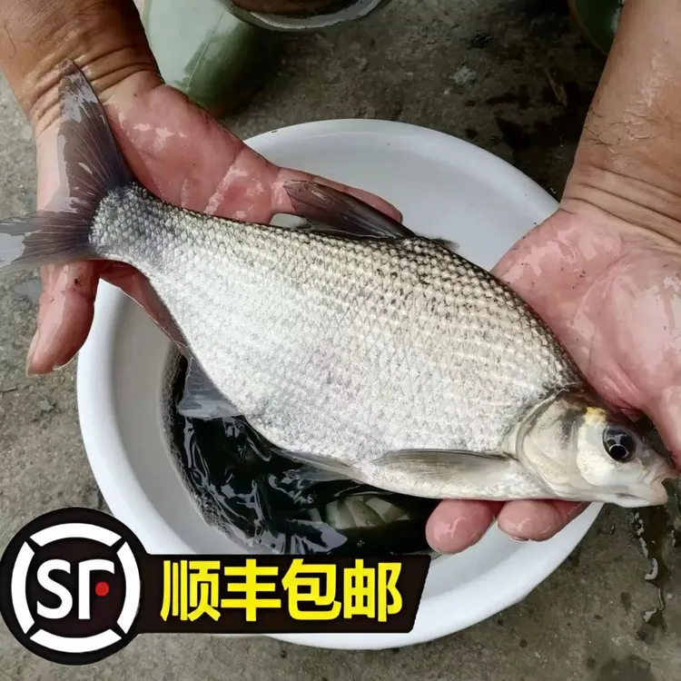 【假一赔十】武昌鱼 鳊鱼 边鱼 观赏【顺丰包邮】