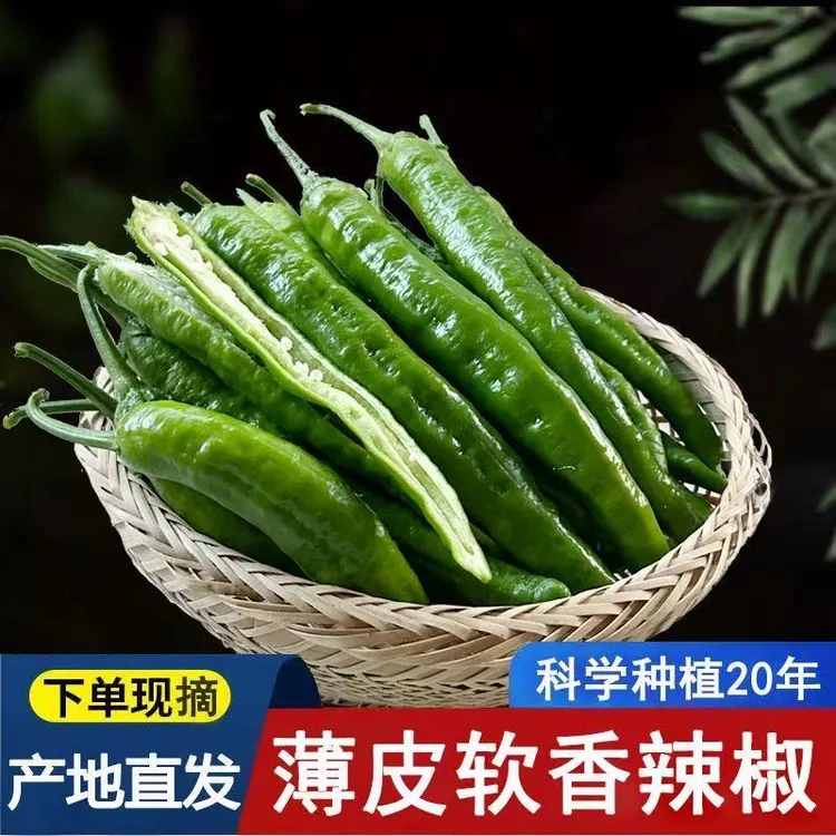 正宗湘研55号薄皮青辣椒香辣现摘现发微辣软皮辣椒新鲜中辣牛角椒