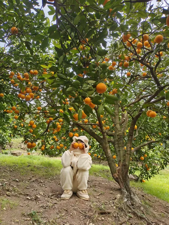 奉节脐橙带箱5斤10斤20斤新鲜现摘水果甜橙子非赣南脐橙果园直发