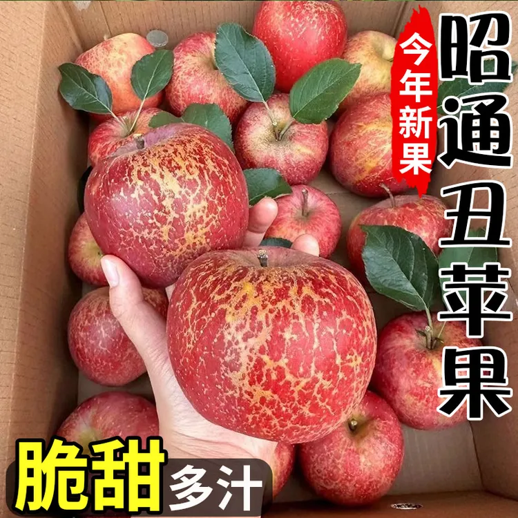 正宗云南昭通丑苹果新鲜水果现摘现发脆甜多汁冰糖心当应季整箱