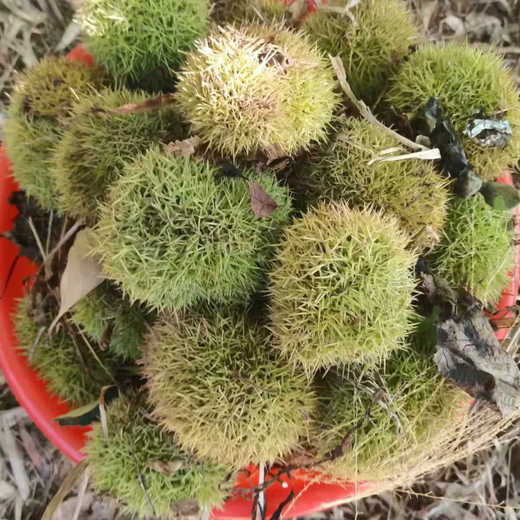 新鲜嫩板栗刺球现摘现发脆微甜可口自己板栗园脆嫩桂花香板栗白子