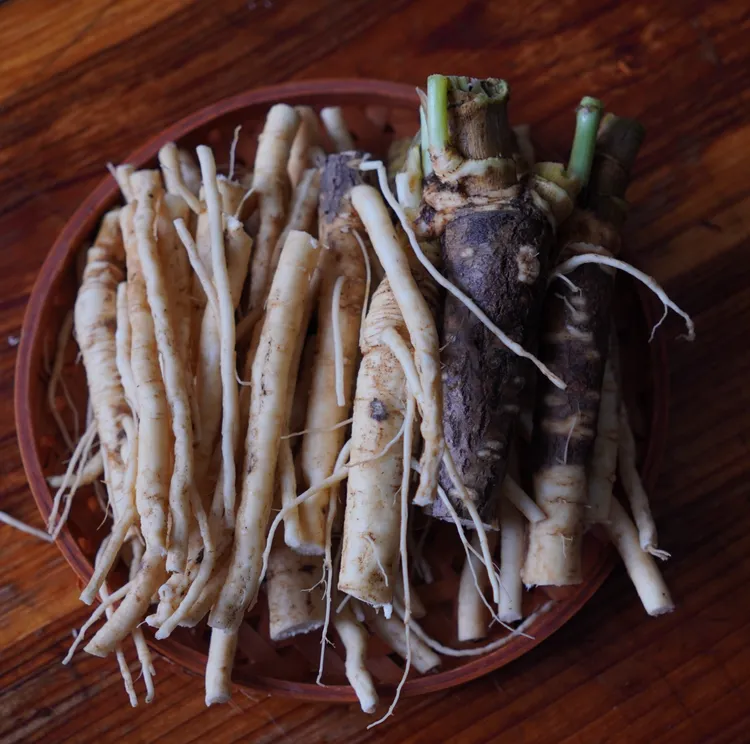 豪猪箐：云南特产老品种茴香根也叫土人参