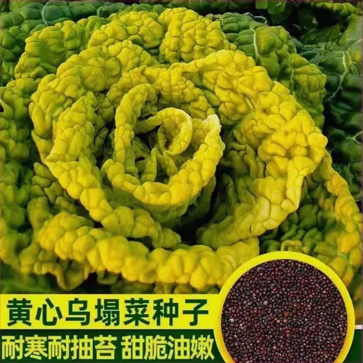 金满地黄心乌乌塌菜种子 农田耐寒蔬菜高产纤维少菊花心易种种子
