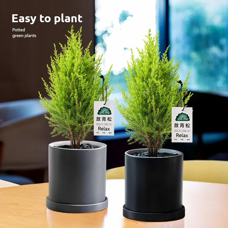 【放轻松】小香松圣诞树绿植柏树办公桌面植物盆栽节日礼品送礼物