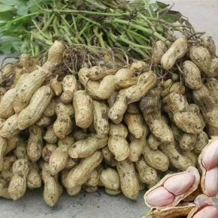现挖鲜花生带壳生花生农家自种生花生新鲜湿花生带泥嫩花生