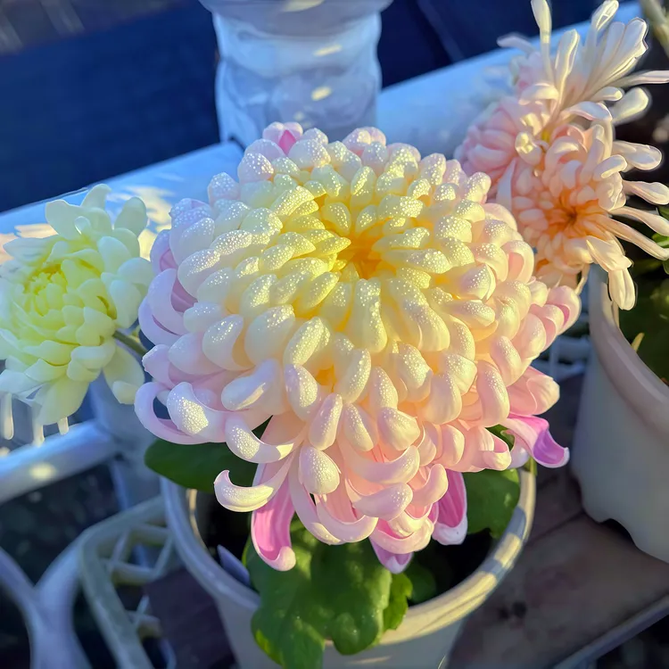 【国华圣者】新鲜大菊花苗【不活包赔】植物绿植花卉优质苗大花带原土