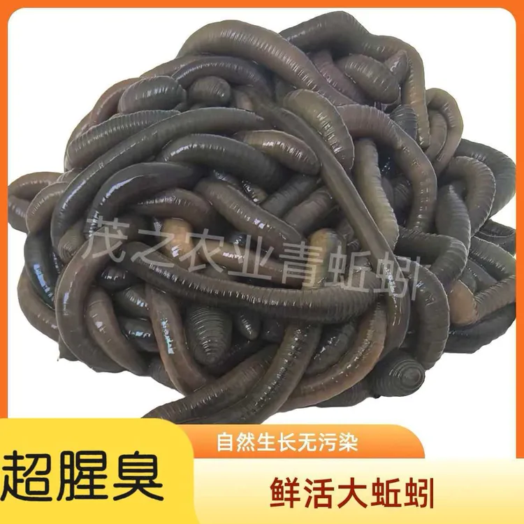 鲜活青蚯蚓特大味浓夏季黄鳝鲶鱼黑鱼地笼活饵宠物饲料