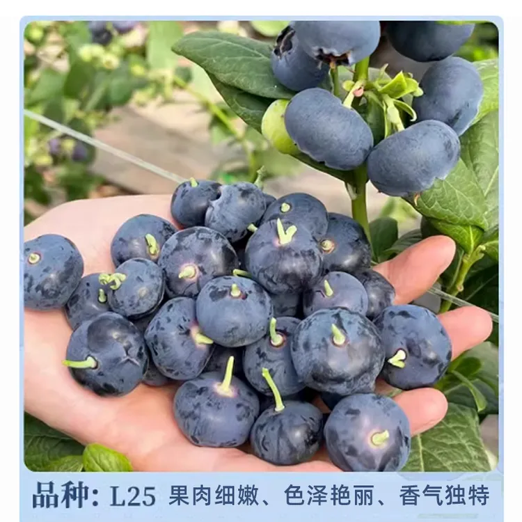 福利 蓝莓苗 组培苗 花香L25西班牙45L;29蓝莓钵苗数量不多