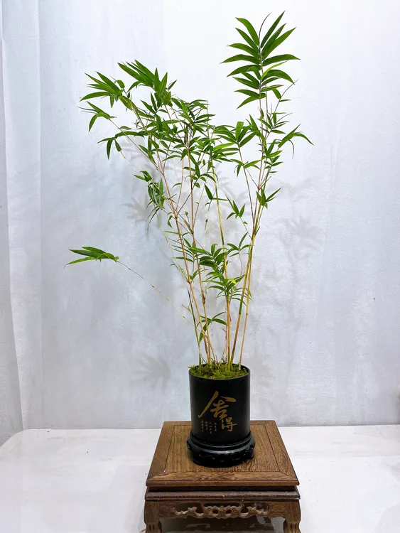 盆景观音竹室内桌摆茶空间易活植物桌上小摆件