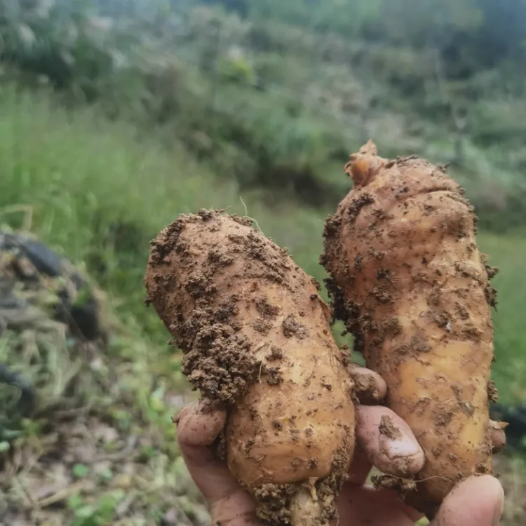 屿折湖北五峰中药材天麻新鲜批发野生种植自产自销产地直发