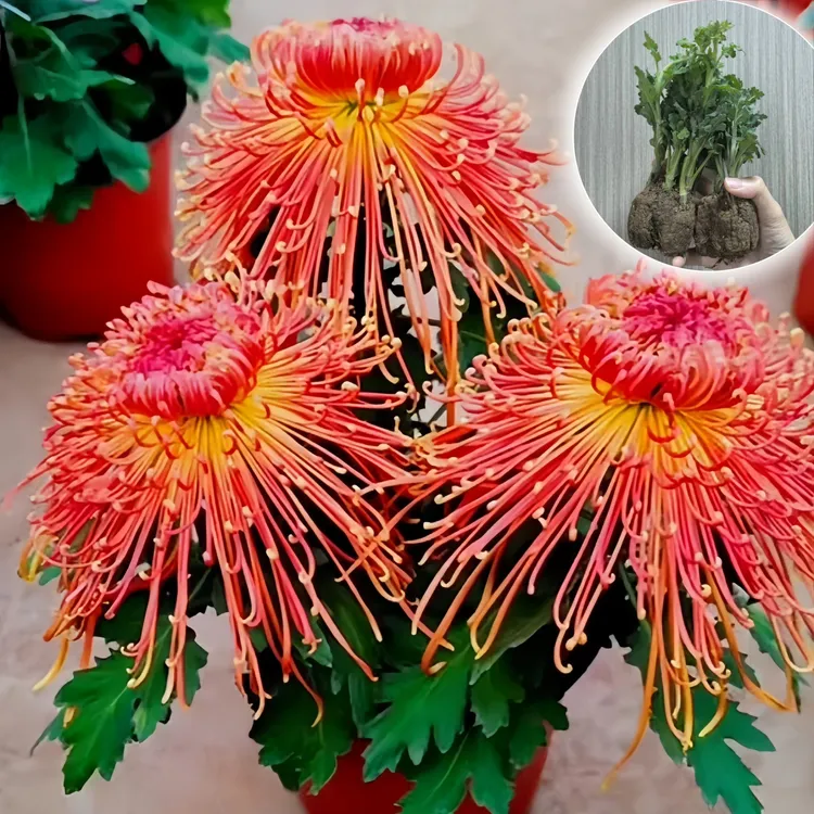 【金凤凰】菊花苗高端大气四季开花艳丽花期长耐热耐寒易成活带土球