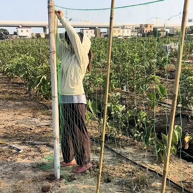 百香果葡萄网园艺爬藤网月季花卉尼龙网搭架网攀爬网庭院种菜种花