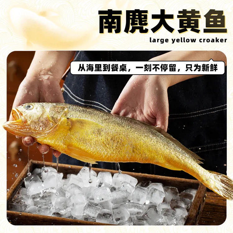 温州特产-南麂岛野训深海大黄鱼海鲜黄花鱼海捕包邮源头直发