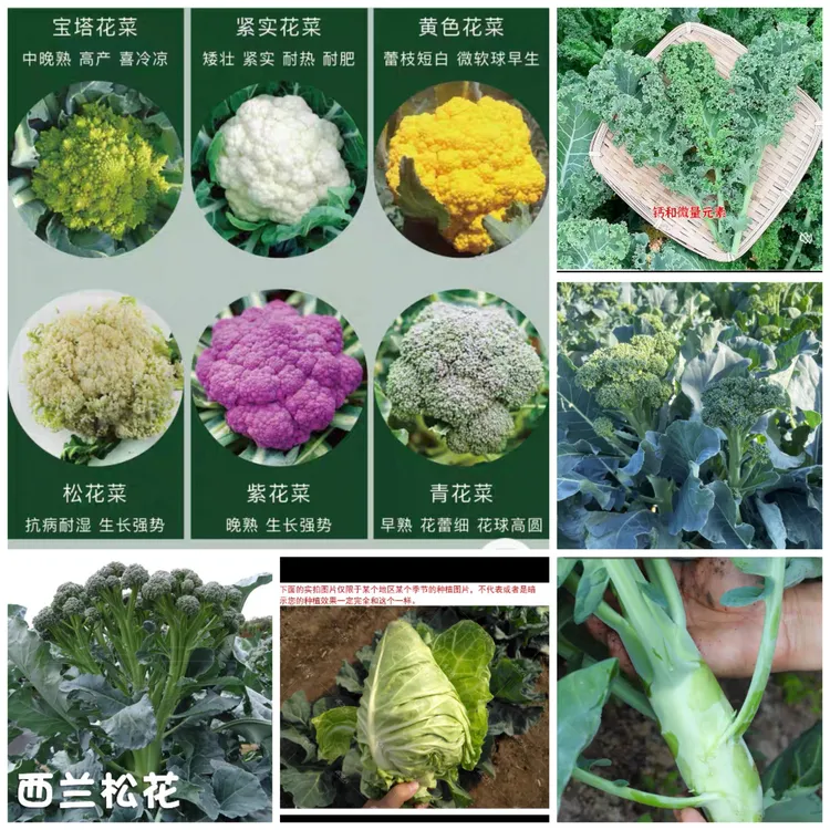 （甘蓝类）西兰花西兰苔花菜羽衣甘蓝宝塔菜种子