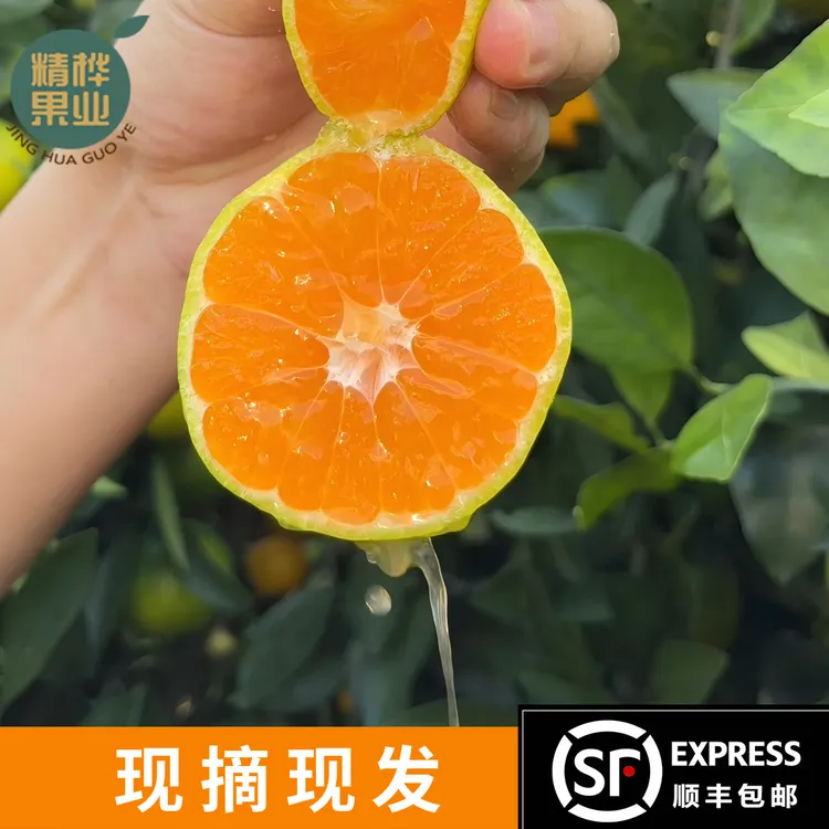 【西际蜜橘·顺丰包邮】当季新鲜现摘水果清甜爆汁薄皮2/5斤无籽蜜橘