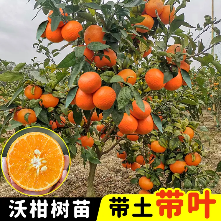正宗沃柑树苗现挖现发当年结果广西橘子树无核南北方盆栽庭院地栽