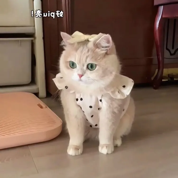 夏季薄款透气小香风连衣裙金渐层布偶猫狗狗夏装裙子公主裙比熊