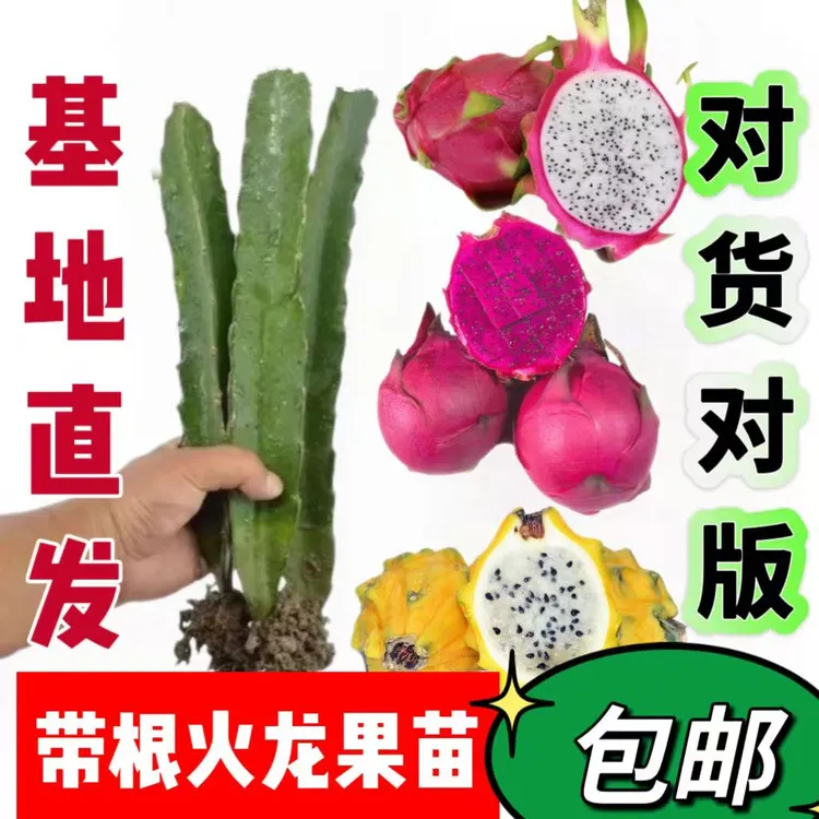 火龙果苗南北方四季种植阳台庭院室内外种植当年结果果苗