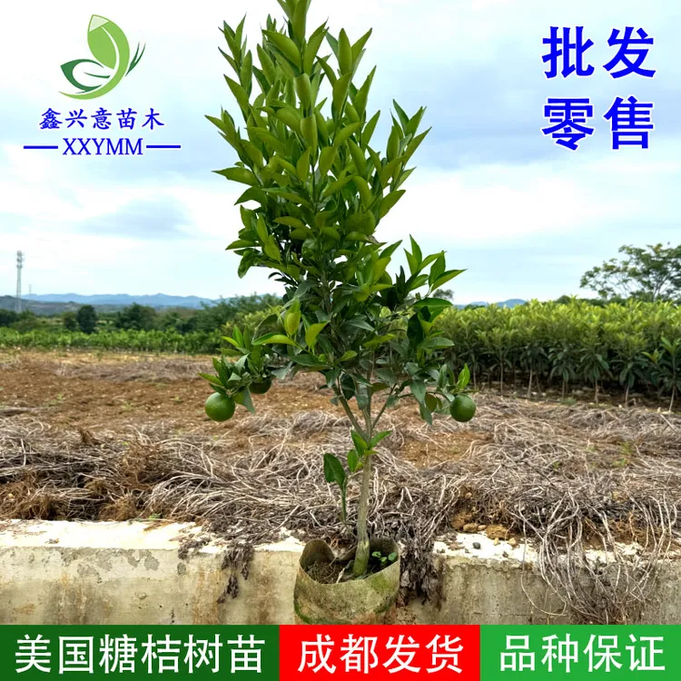美国糖桔苗早熟东方红橘子苗树世纪红橘盆栽地栽南北方种植果苗